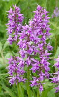 �����������c��E�n�N�T���`�h��