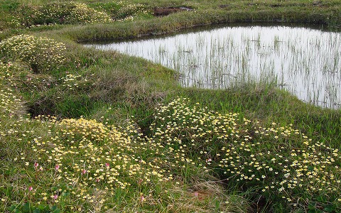 �c��R/�`���O���}�E�R�C���J�K�~