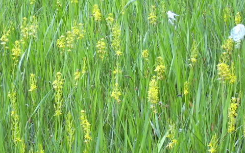 ������/�吴���c�� �L���R�E�J