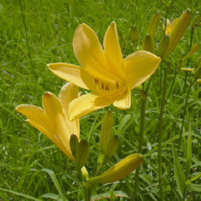 ������/��]���� �j�b�R�E�L�X�Q