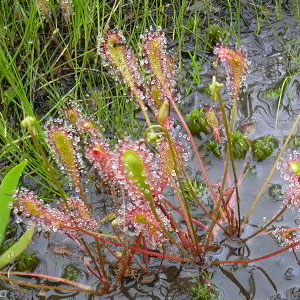 ������/������ �i�K�o�m���E�Z���S�P