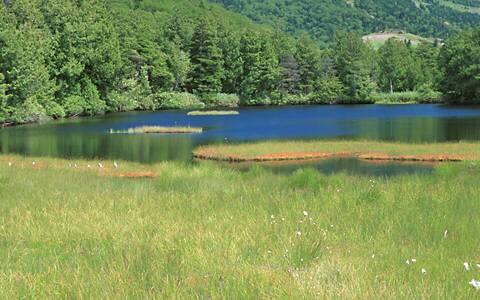 �u�ꍂ��/�a�r