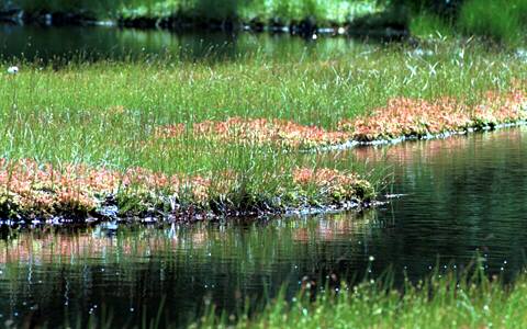 �u�ꍂ��/�a�r