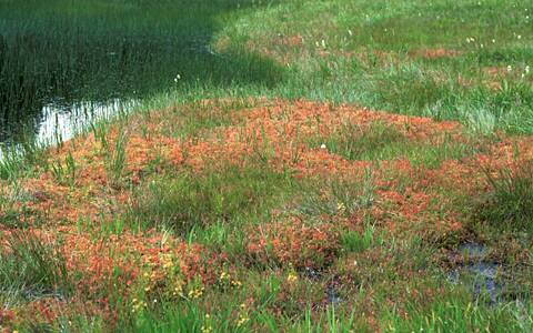 �u�ꍂ��/�l�\���r�E���E�Z���S�P