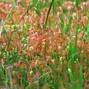 �u�ꍂ��/���E�Z���S�P