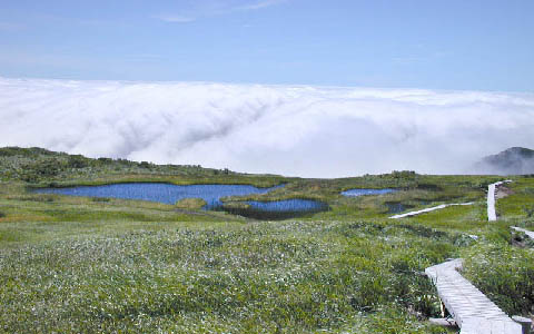 �ՖюR/�_��̃I�A�V�X