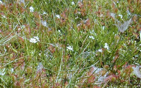 �ՖюR/���E�Z���S�P�̉�